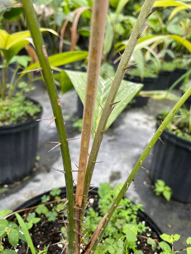 salacca-zalacca-snake-palm-salak