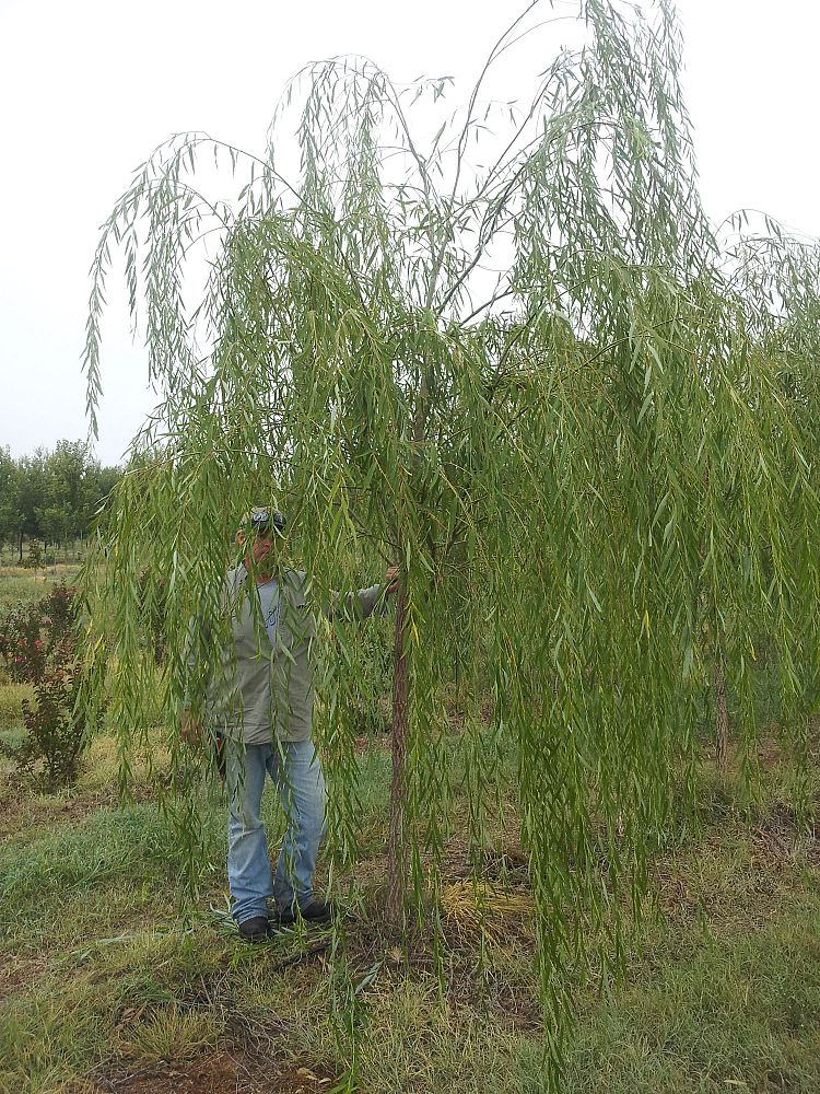 salix-alba-vitellina-golden-willow