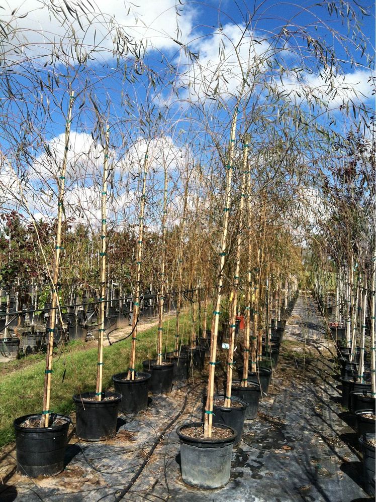 salix-babylonica-weeping-willow