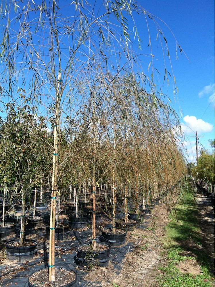salix-babylonica-weeping-willow