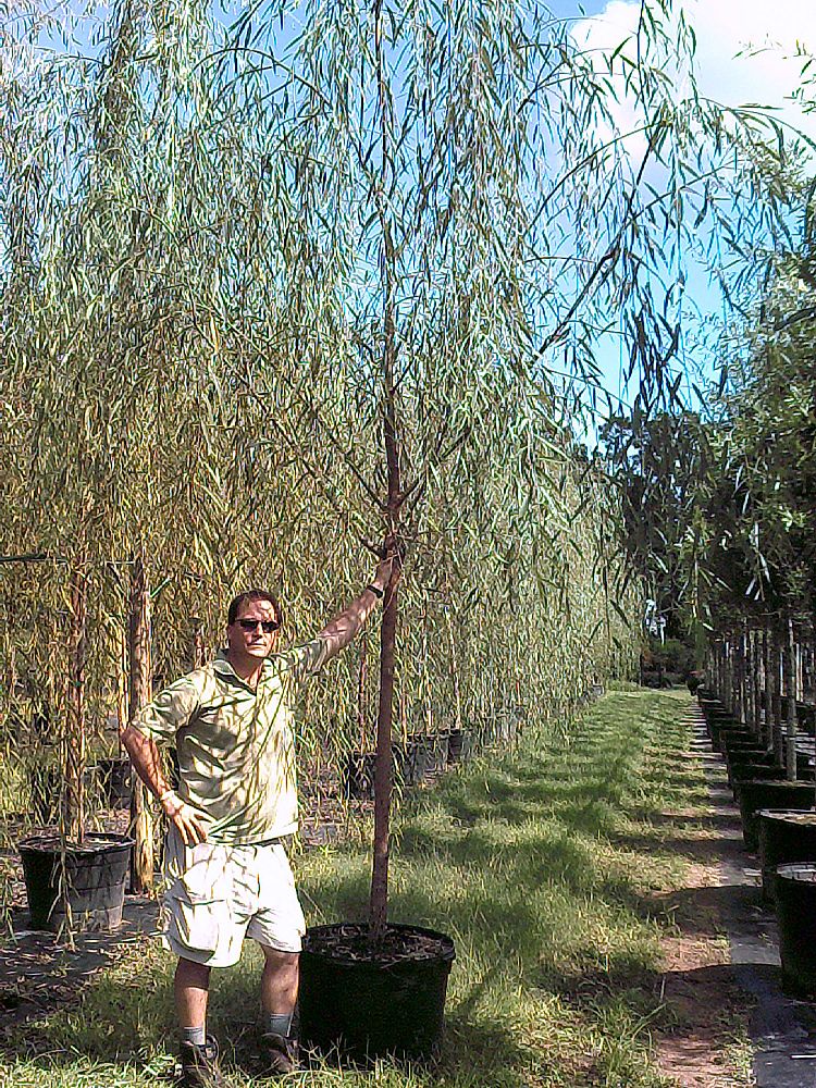 salix-babylonica-weeping-willow