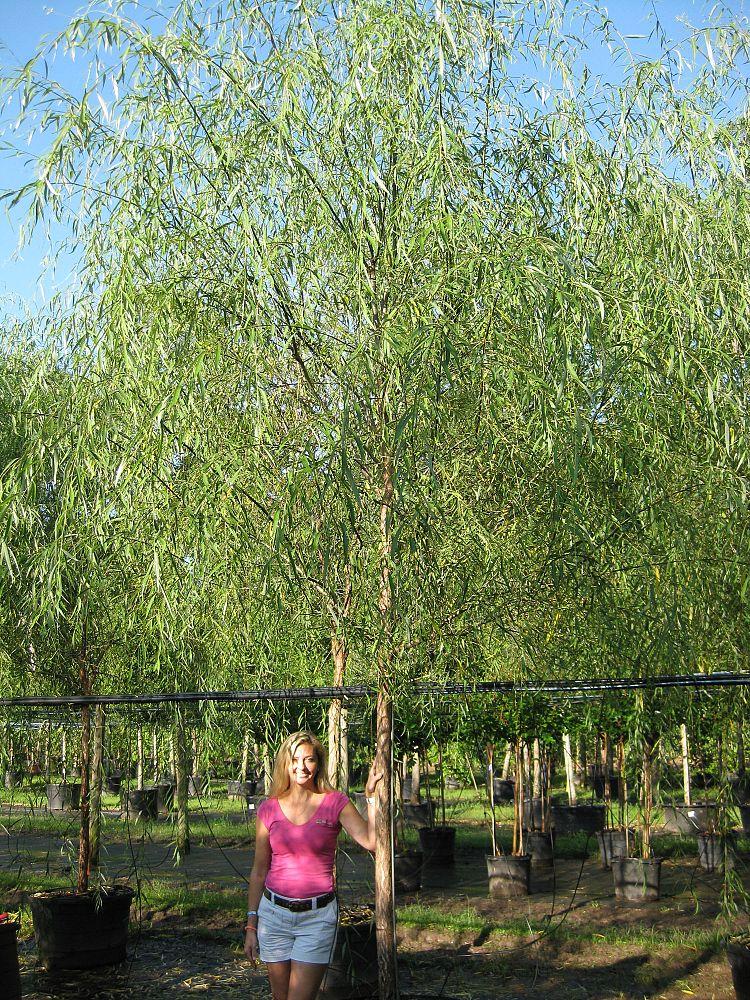 salix-babylonica-weeping-willow