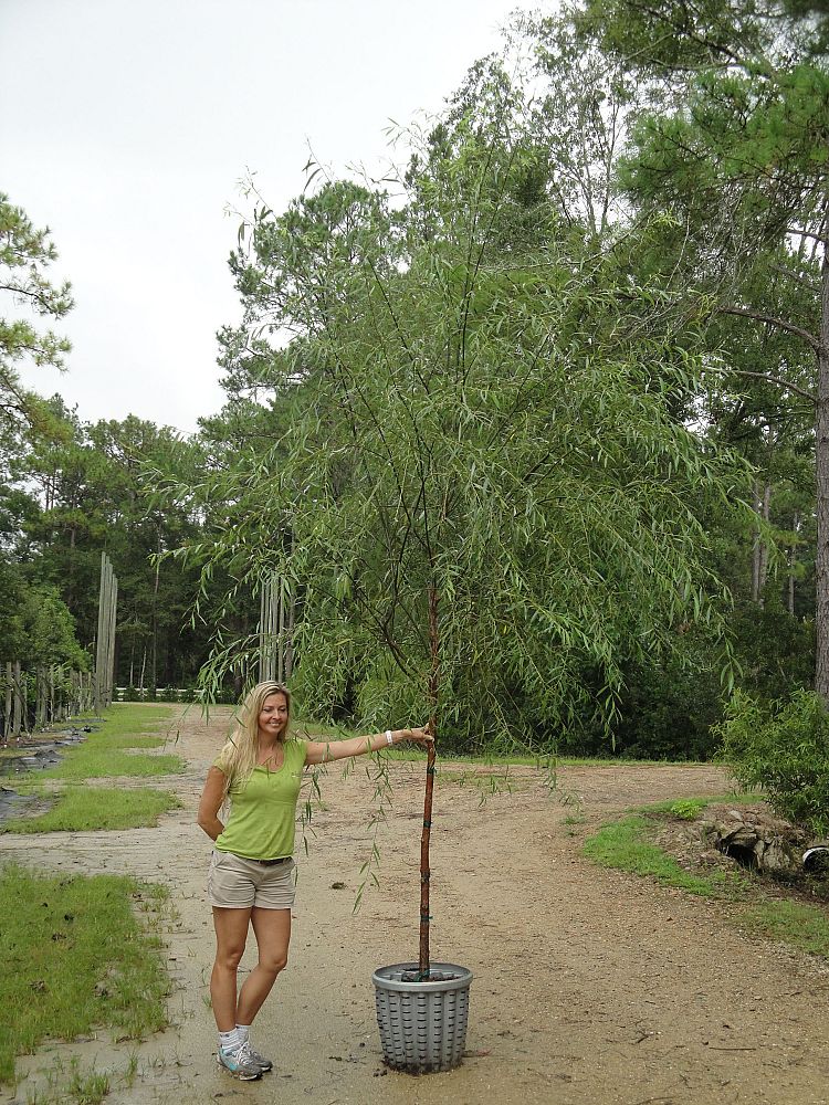 salix-babylonica-weeping-willow