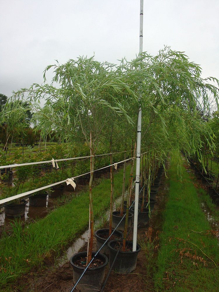 salix-babylonica-weeping-willow