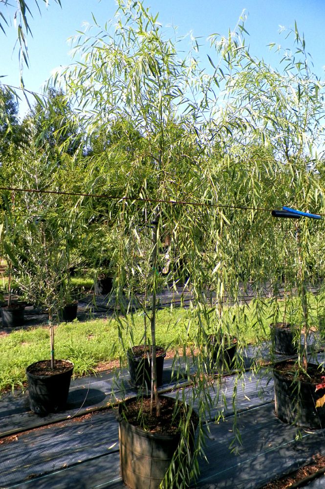 salix-babylonica-weeping-willow