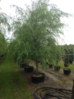 salix-babylonica-weeping-willow