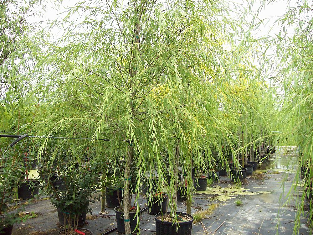 salix-babylonica-weeping-willow