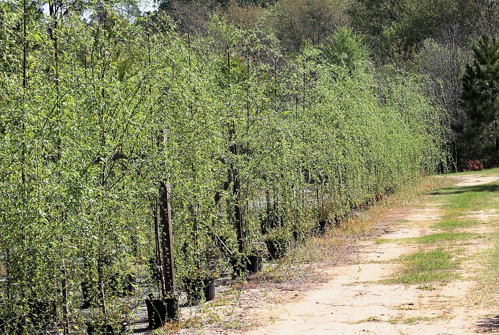 salix-babylonica-weeping-willow