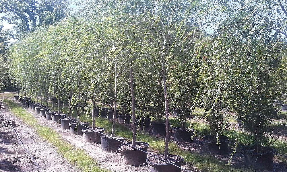 salix-babylonica-weeping-willow