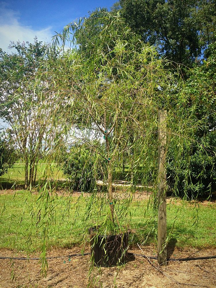salix-babylonica-weeping-willow