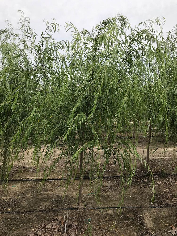 salix-babylonica-weeping-willow