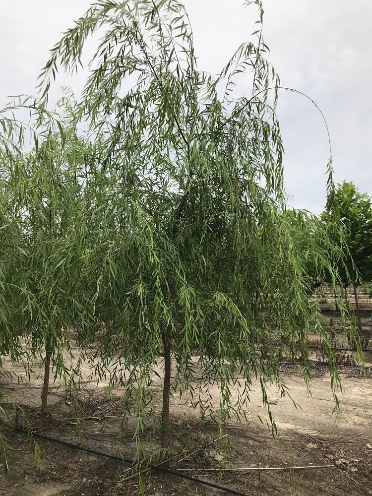 salix-babylonica-weeping-willow