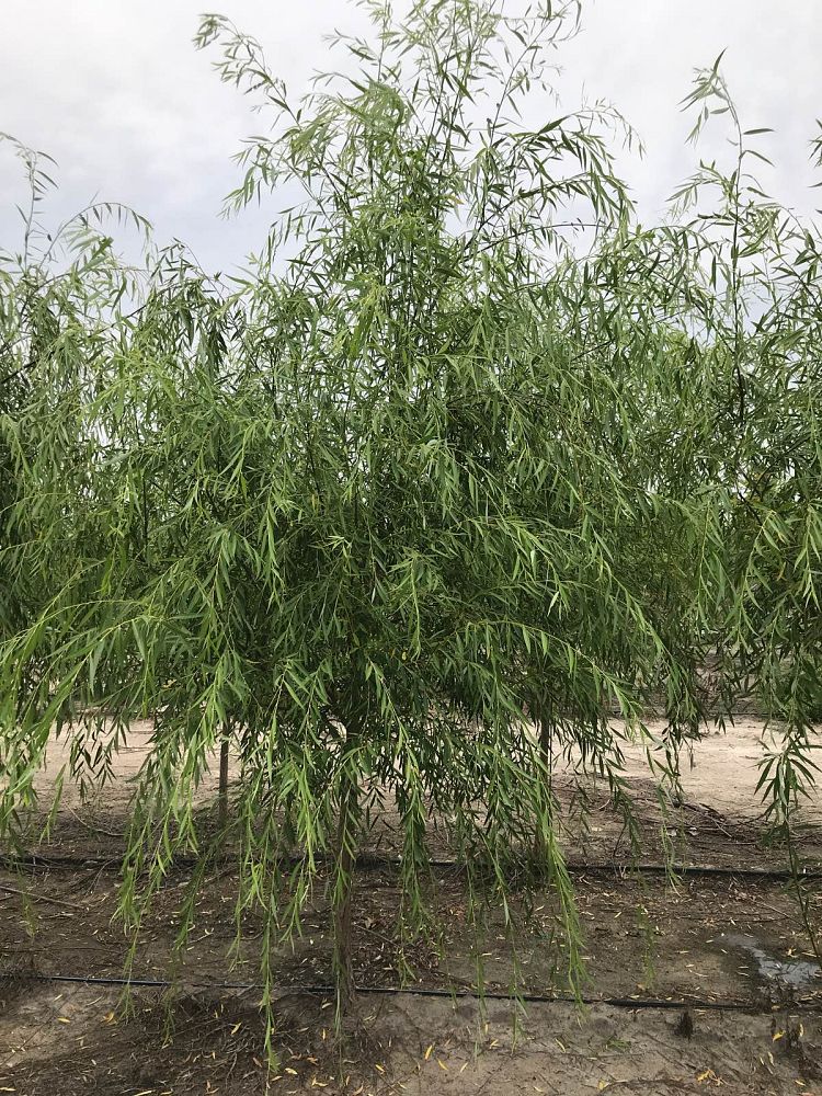 salix-babylonica-weeping-willow