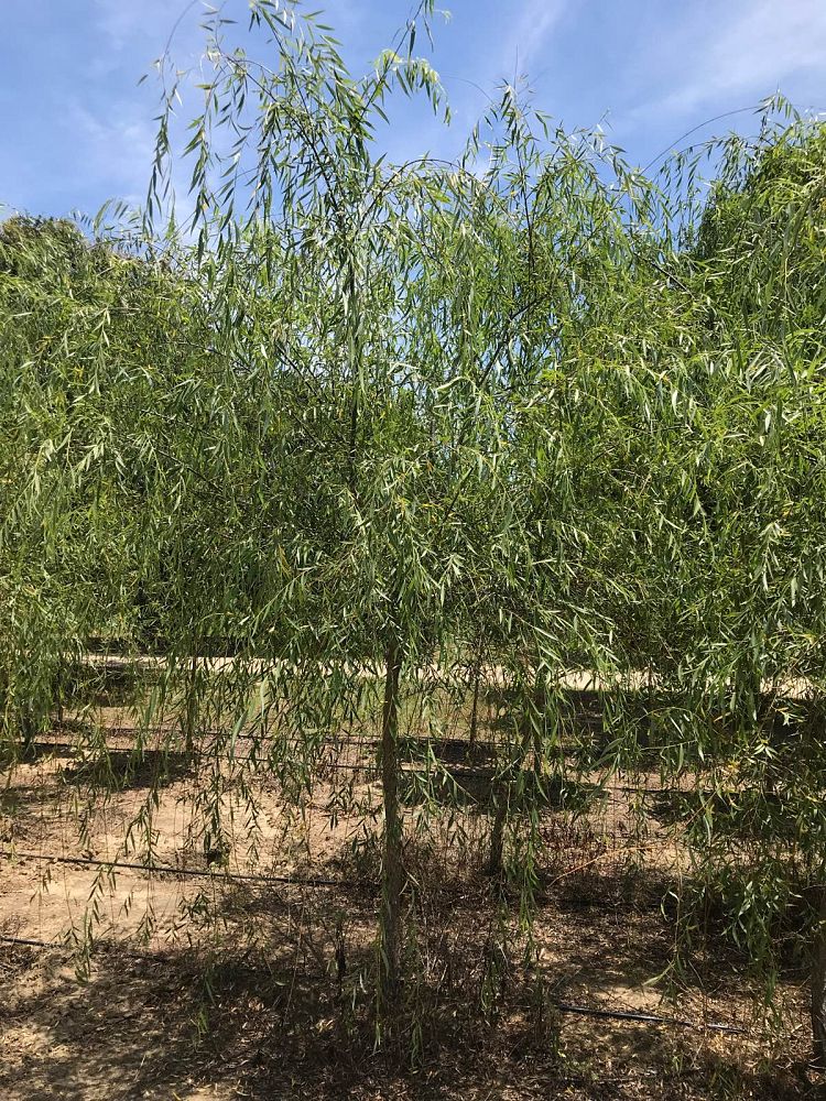salix-babylonica-weeping-willow