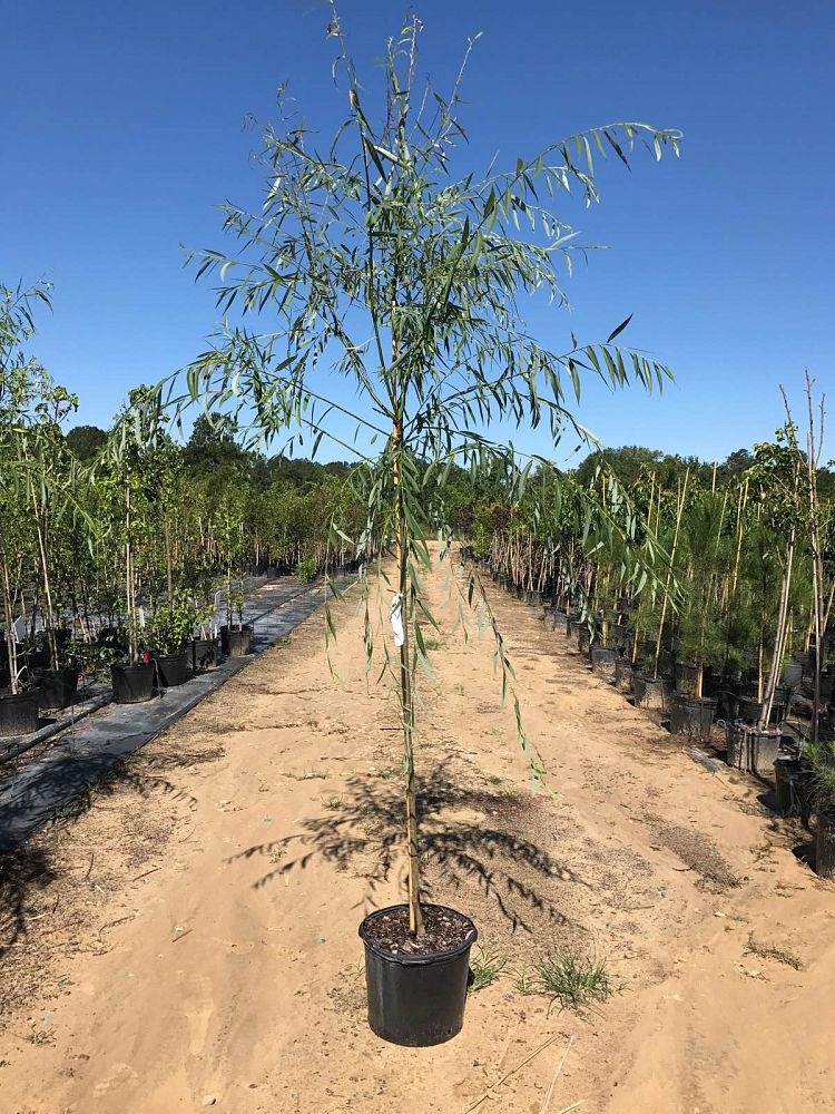 salix-babylonica-weeping-willow