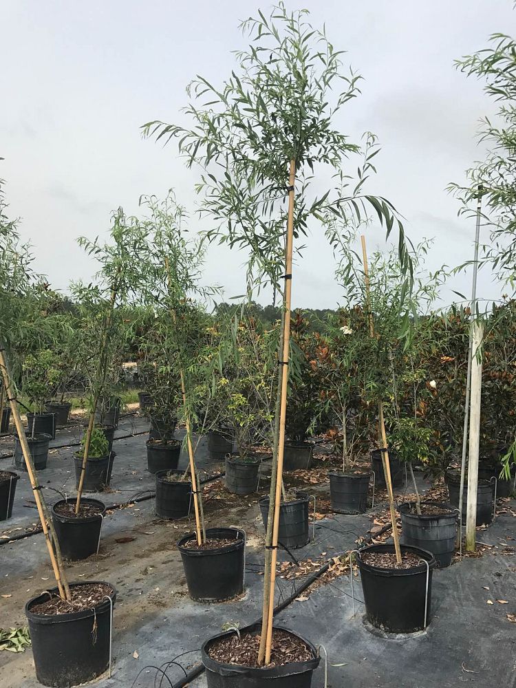 salix-babylonica-weeping-willow