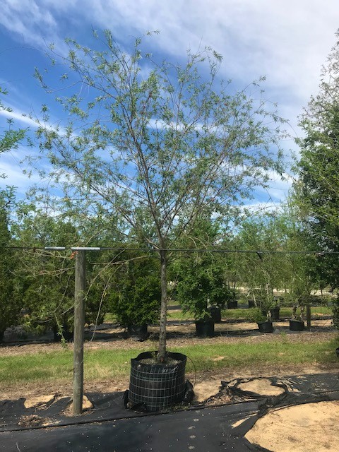 salix-babylonica-weeping-willow