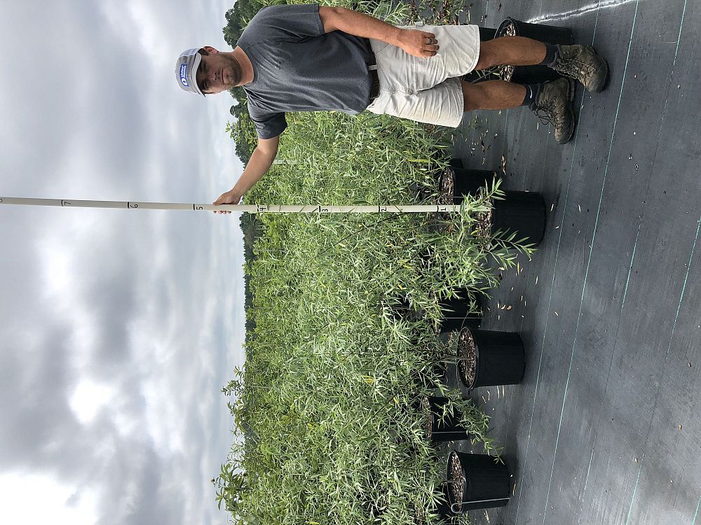 salix-babylonica-weeping-willow