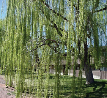 salix-babylonica-weeping-willow