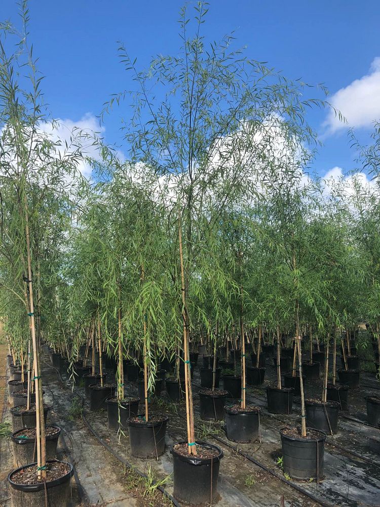 salix-babylonica-weeping-willow