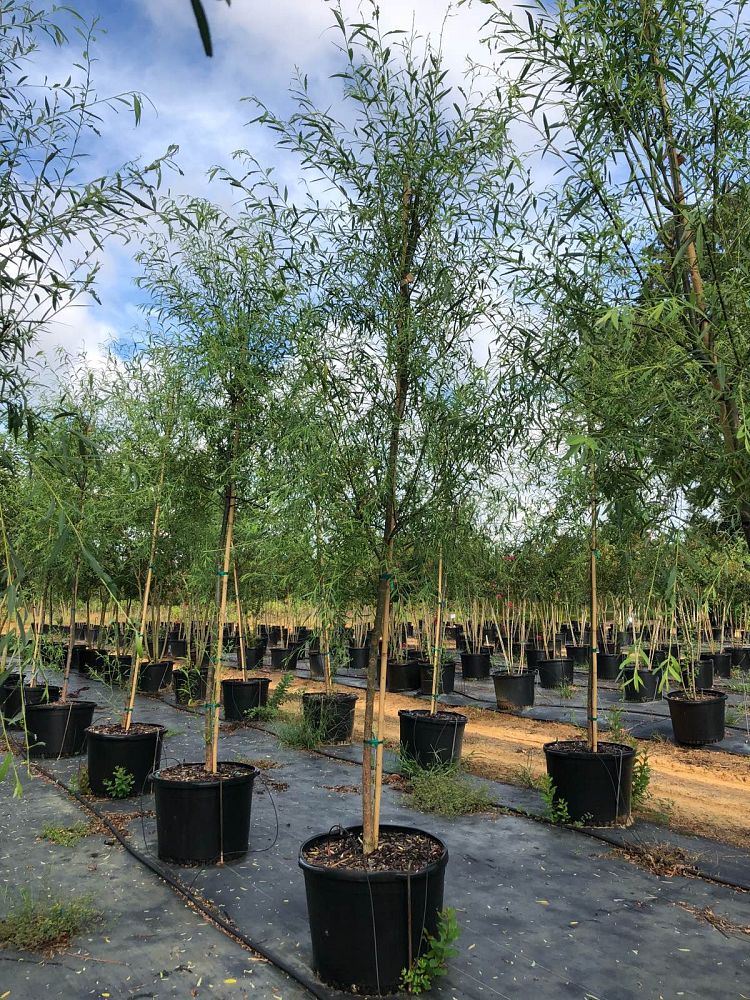 salix-babylonica-weeping-willow