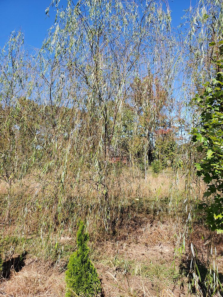 salix-babylonica-weeping-willow