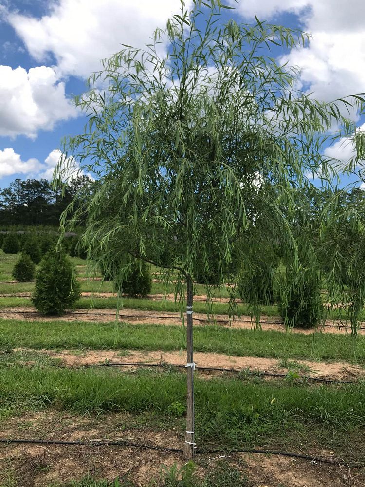 salix-babylonica-weeping-willow