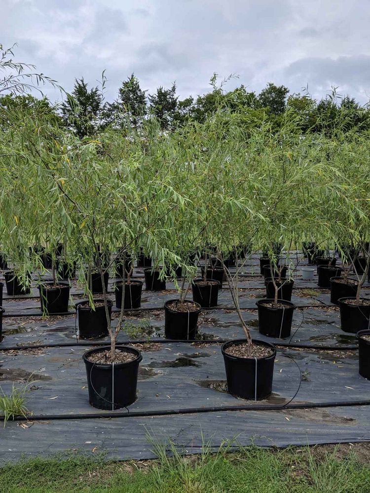 salix-babylonica-weeping-willow