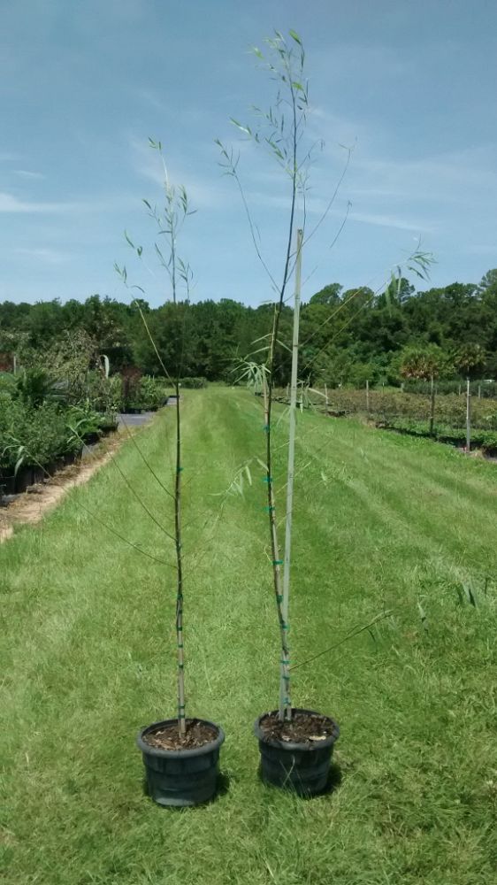 salix-babylonica-weeping-willow