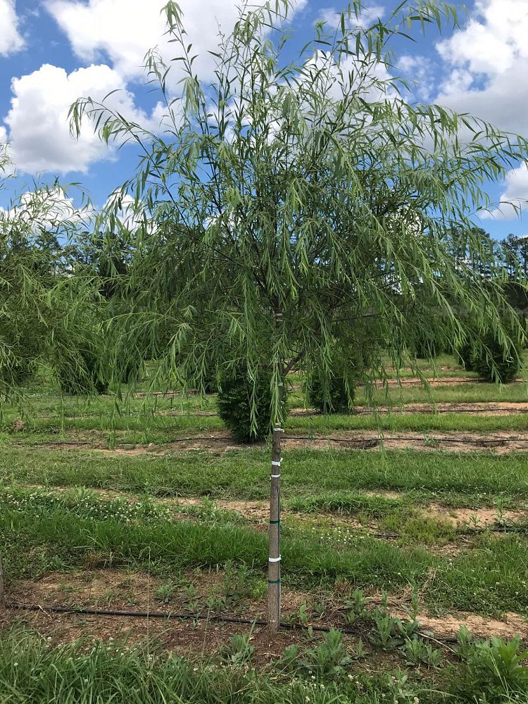salix-babylonica-weeping-willow