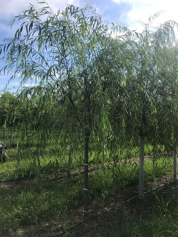 salix-babylonica-weeping-willow
