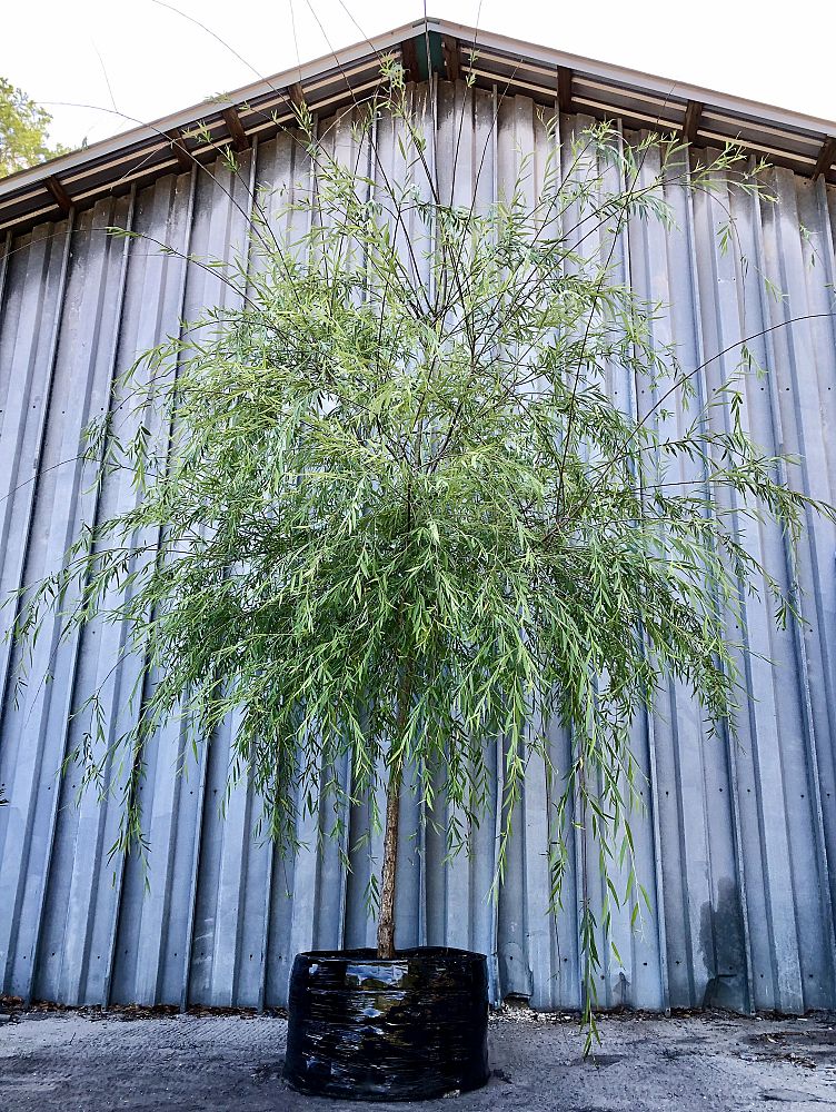 salix-babylonica-weeping-willow