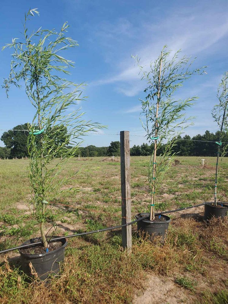 salix-babylonica-weeping-willow