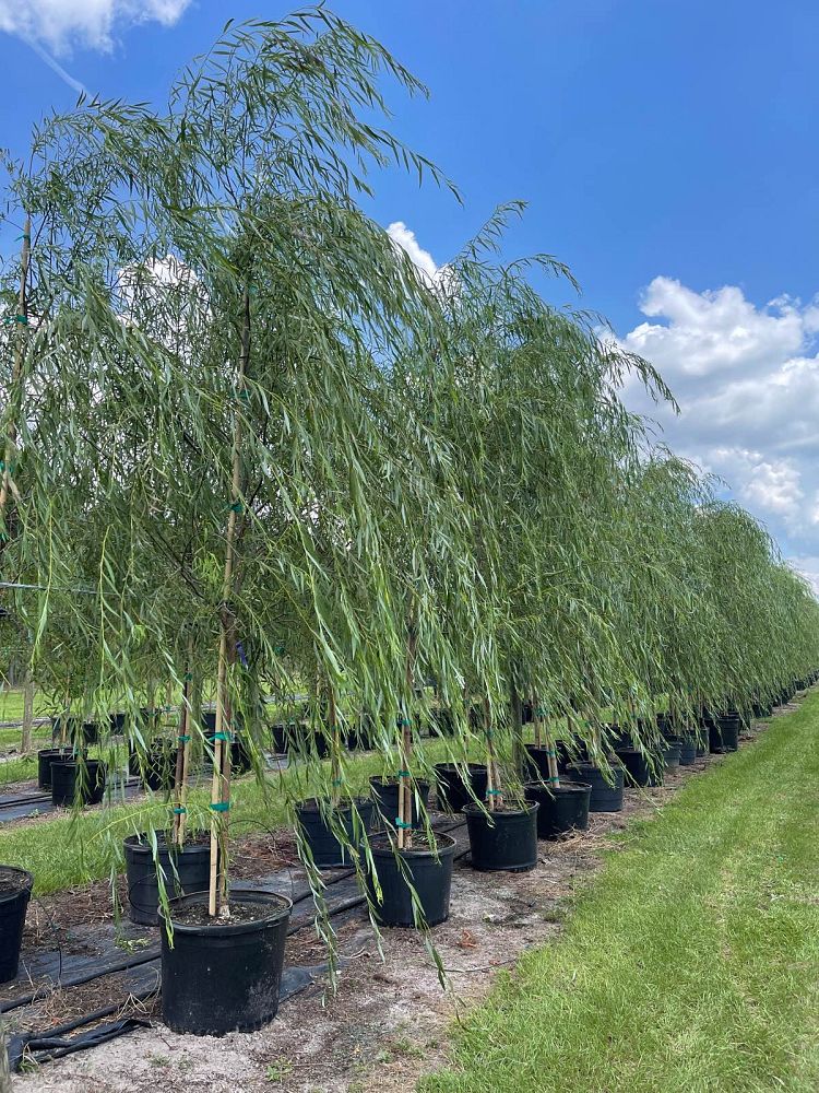 salix-babylonica-weeping-willow