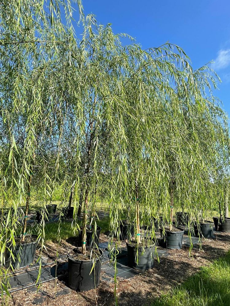 salix-babylonica-weeping-willow