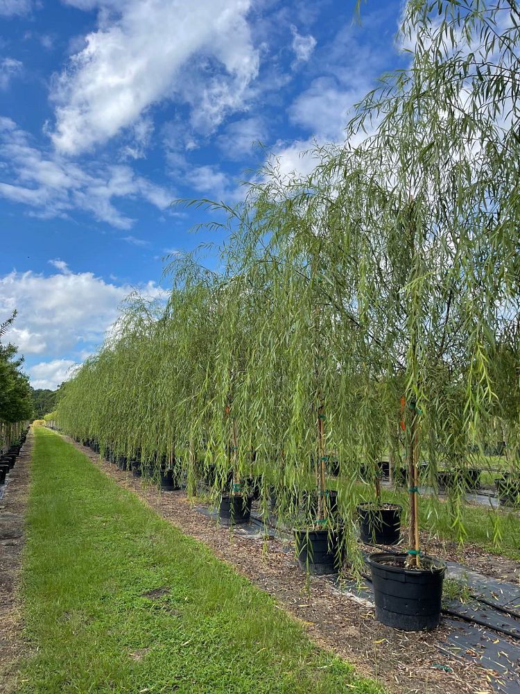 salix-babylonica-weeping-willow
