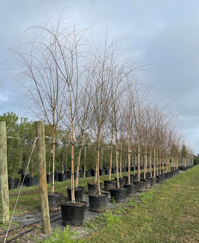 salix-babylonica-weeping-willow