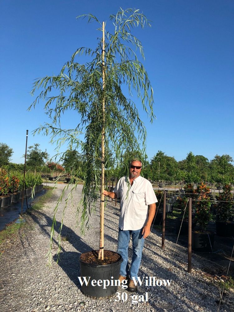 salix-babylonica-weeping-willow
