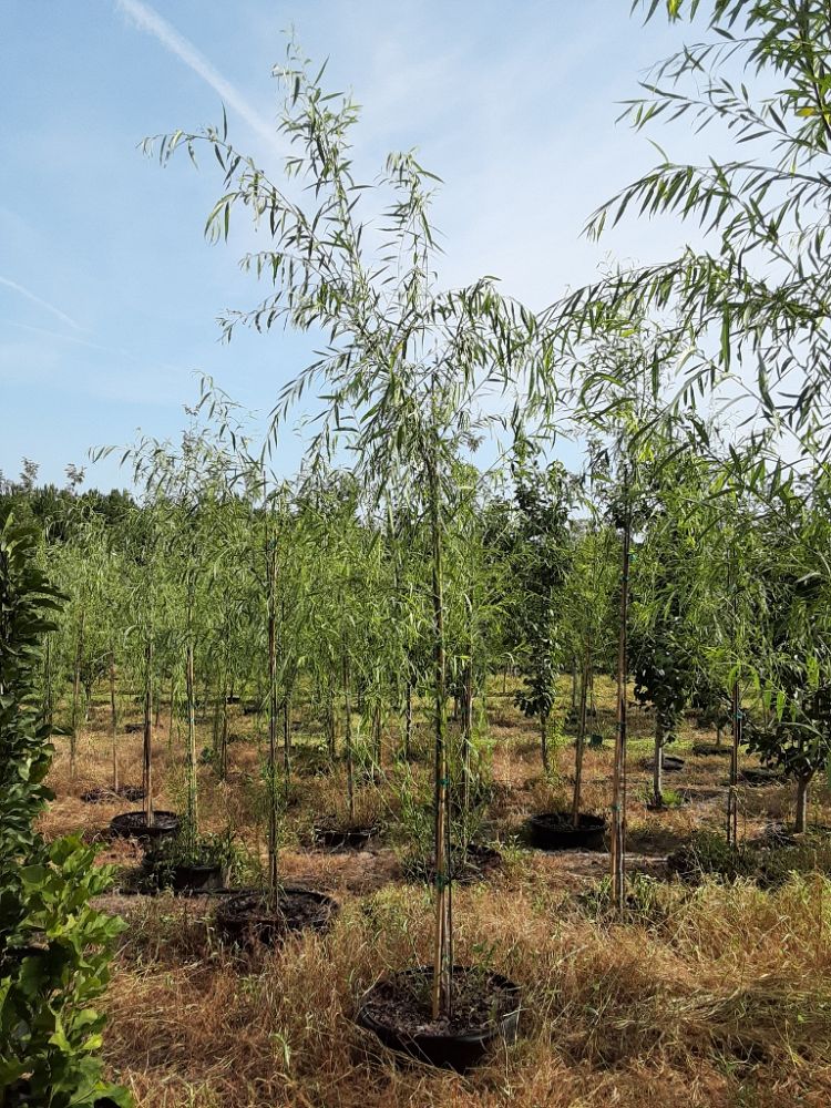 salix-babylonica-weeping-willow
