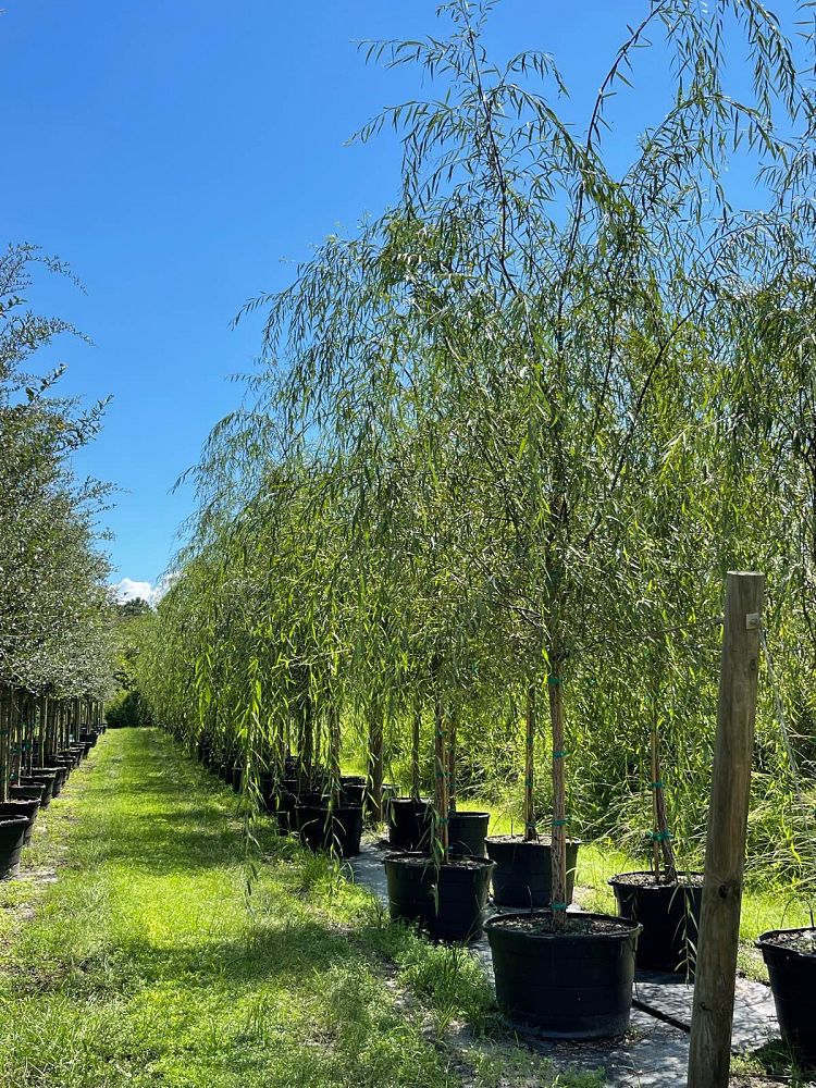 salix-babylonica-weeping-willow