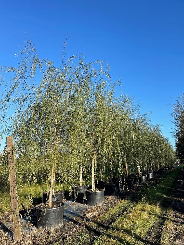 salix-babylonica-weeping-willow