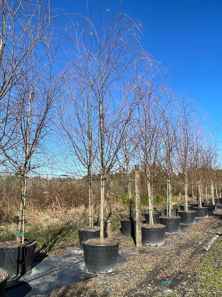 salix-babylonica-weeping-willow