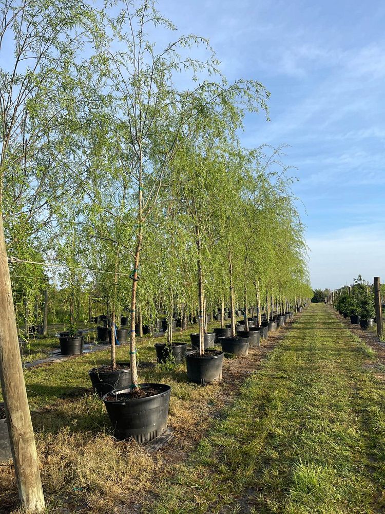 salix-babylonica-weeping-willow