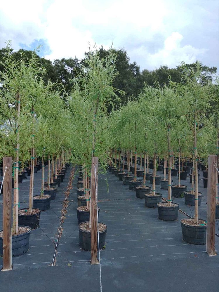 salix-babylonica-weeping-willow