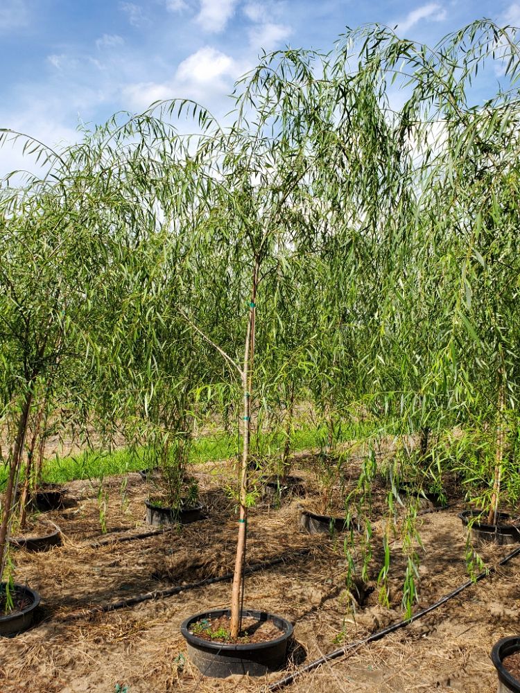 salix-babylonica-weeping-willow