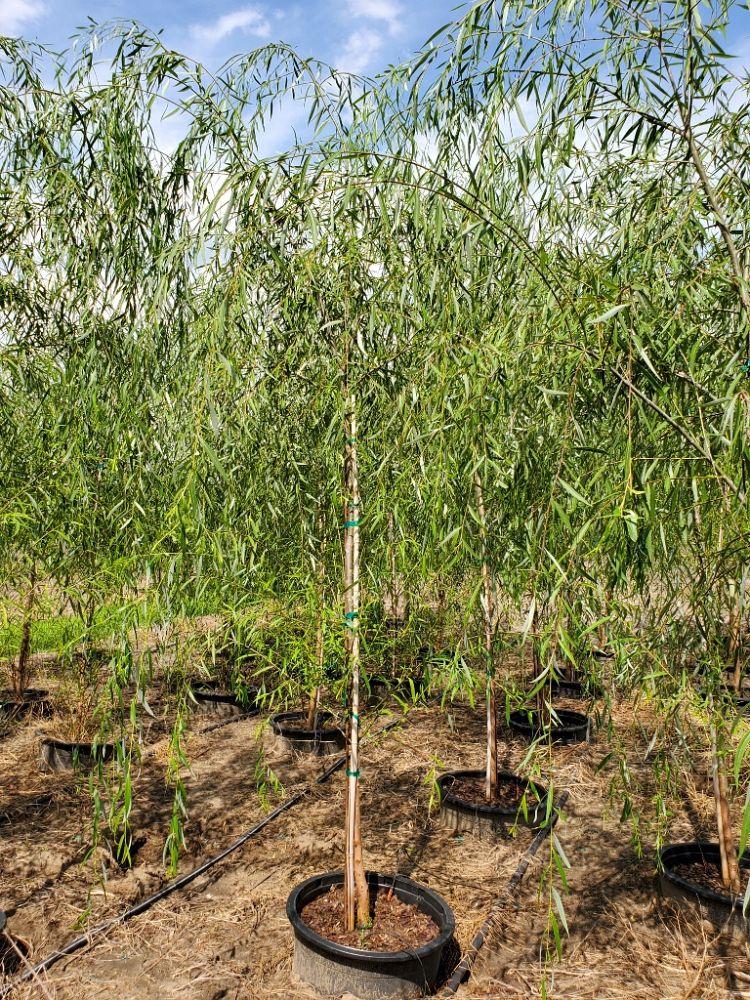 salix-babylonica-weeping-willow
