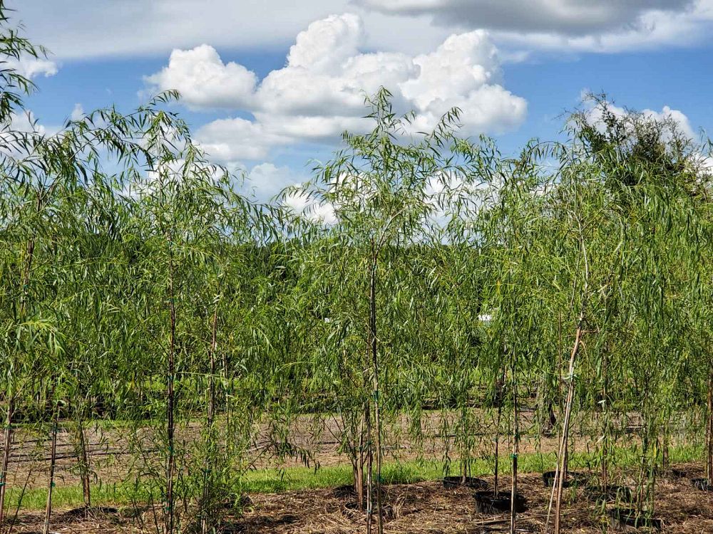 salix-babylonica-weeping-willow