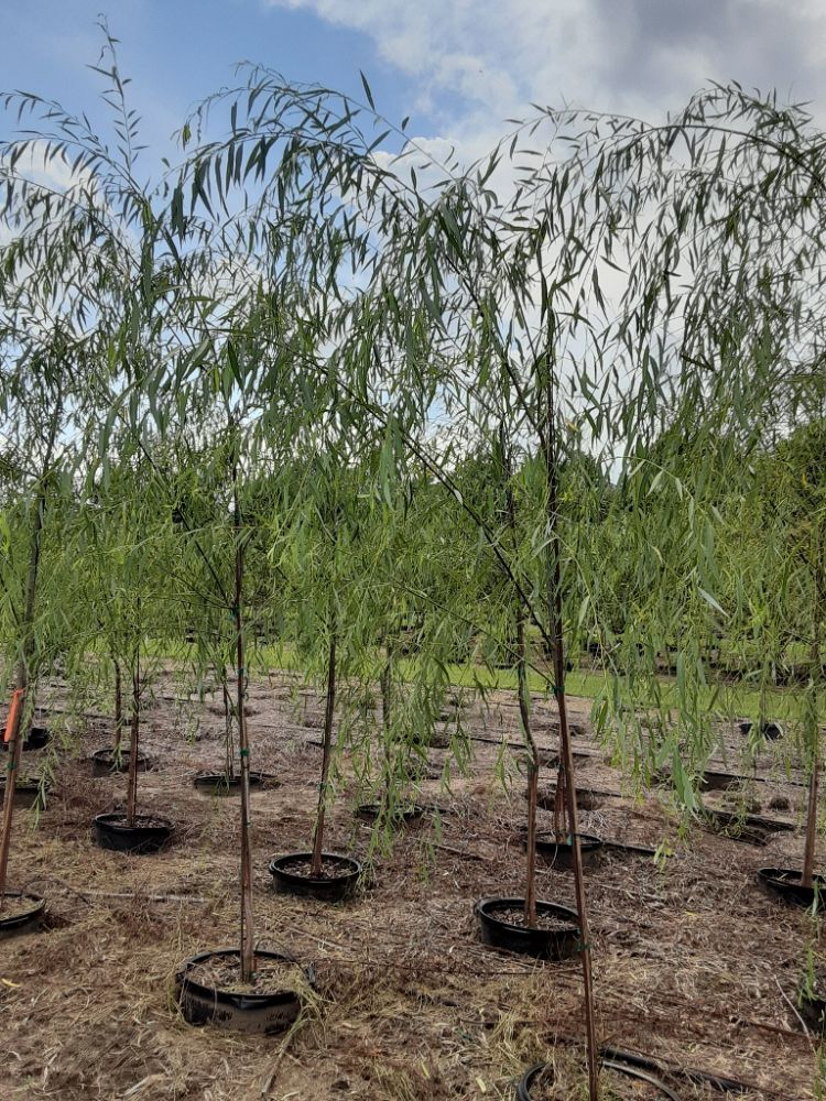 salix-babylonica-weeping-willow
