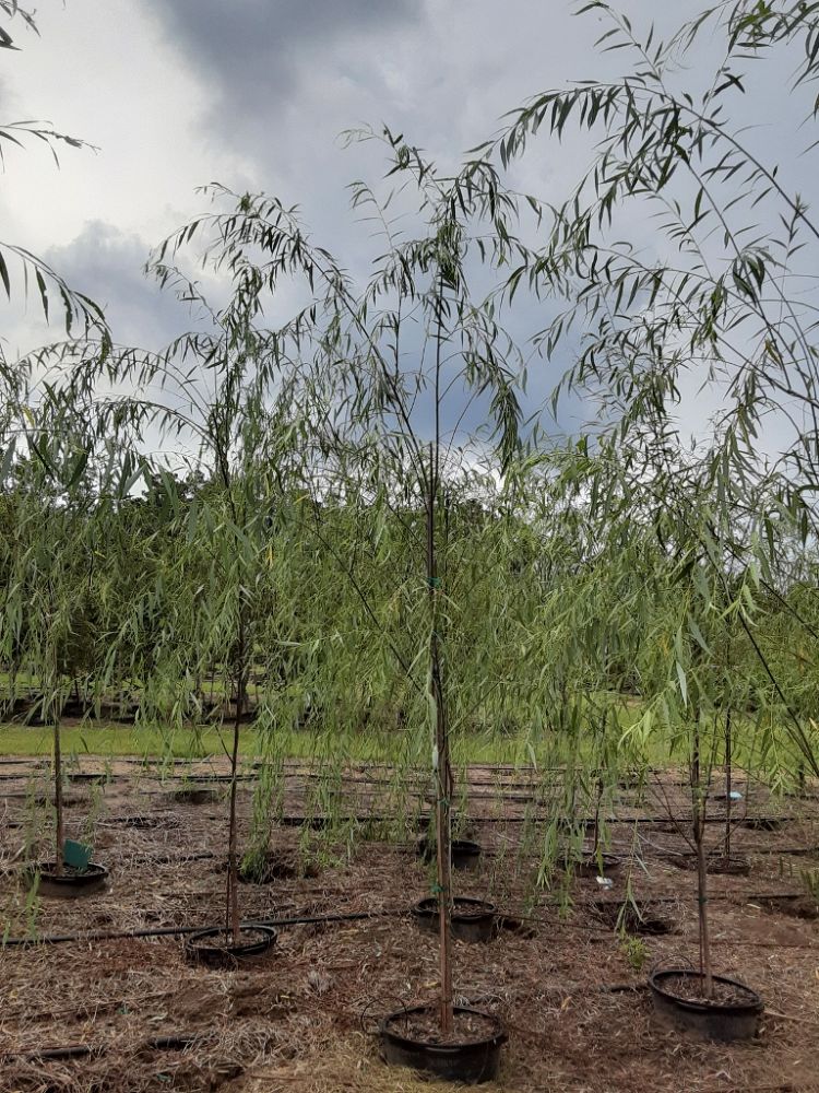 salix-babylonica-weeping-willow