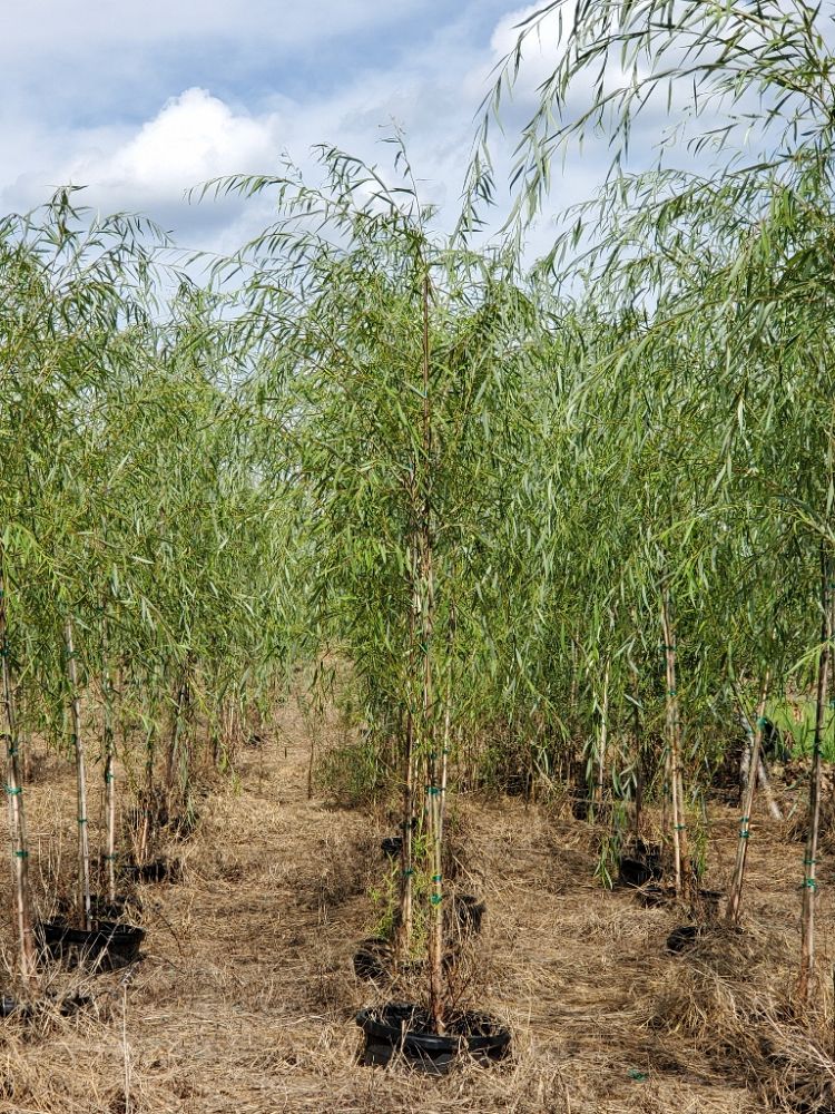 salix-babylonica-weeping-willow